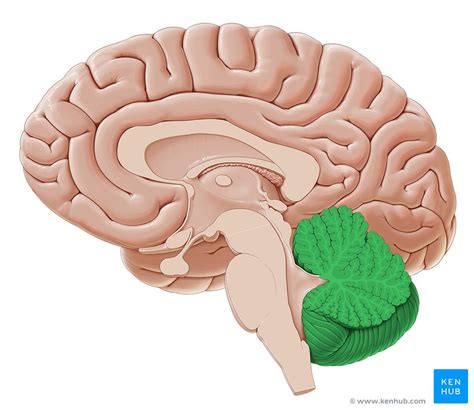 Cerebellum Afferent And Efferent Connections Kenhub