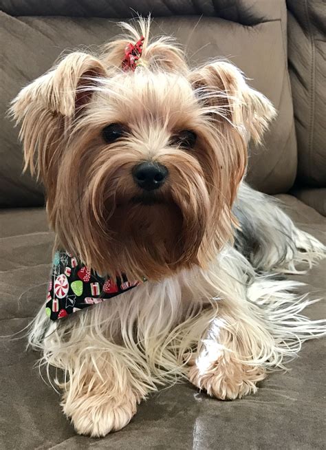 Pin By Fluffy Girl Boutique On Yorkie Fluffy Puppies