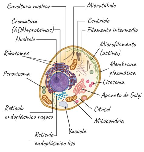 Esquema De La Celula Con Sus Organelos Consejos Celulares