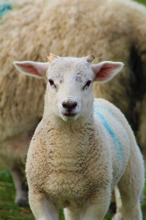 Lamb Sheep Baby Free Photo On Pixabay Pixabay