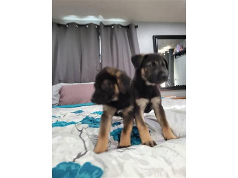 8 Weeks Old German Sheprador Puppies Akron Puppies For Sale Near Me