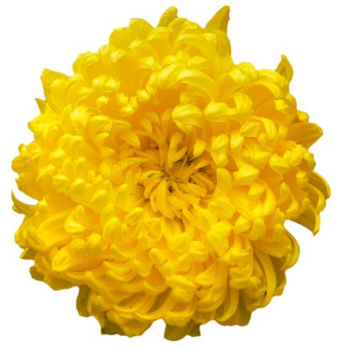 Download Chrysanthemum Clipart Hq Png Image Freepngimg