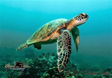 Such A Pretty Sea Turtle Great Photography Sea Turtle Art Sea