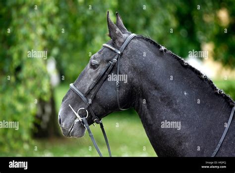 Dark Gray Colored Lipizzaner Stallion With Braided Mane On Beautiful