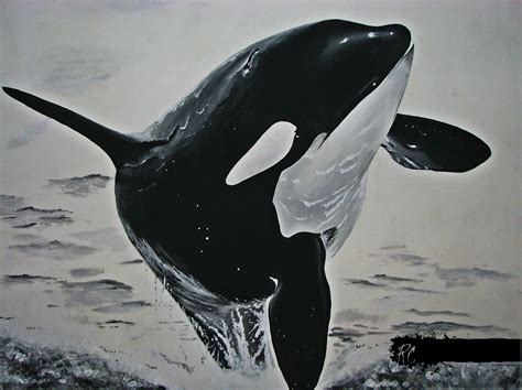 Drawing A Killer Whale