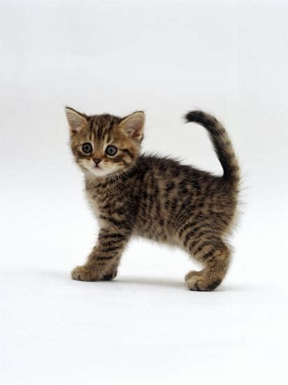 Cats spread across many cultures. 'Domestic Cat, 6-Week Tabby Chinchilla Crossed with ...