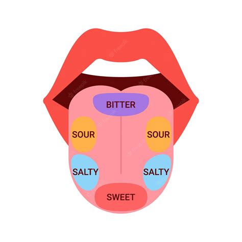 Premium Vector Map Of Tongue With Parts Sense Taste Taste Buds