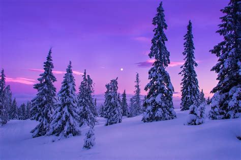 nature landscape forest snow winter wallpapers hd desktop