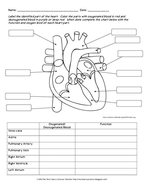 Https://techalive.net/worksheet/cardiac Anatomy And Physiology Worksheet