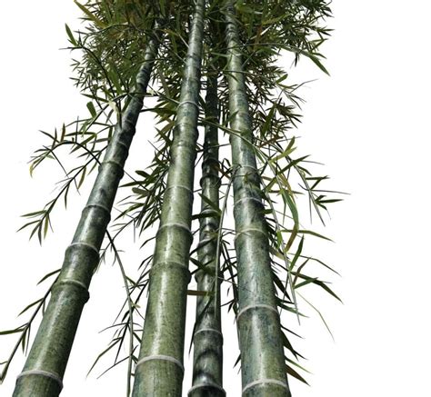 Bamboo Giant Timber Speedtree
