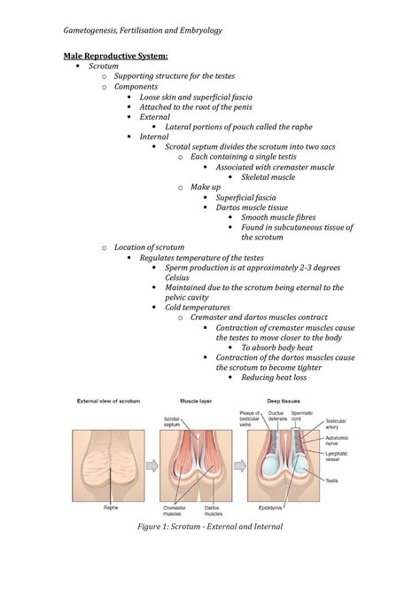 Male Reproductive System Lecture Notes Male Reproductive System