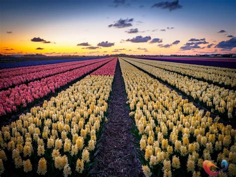 The Amazing Netherlands In 10 Pictures Amazing Flowers Tulip Season