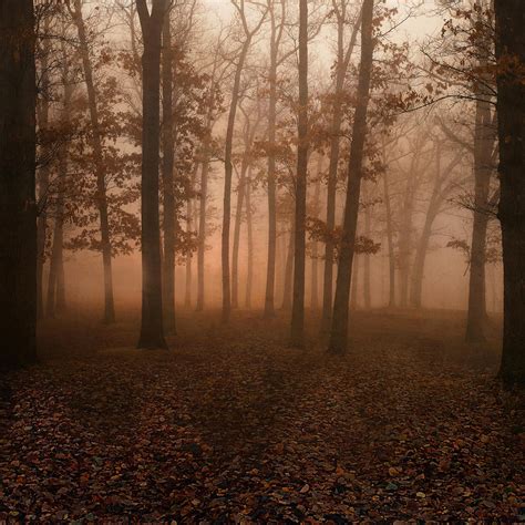Unrestricted Autumn Forest Premade By Frozenstocks On Deviantart