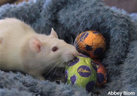Read This Before Giving Your Pet Rat Chocolate The Rat Place