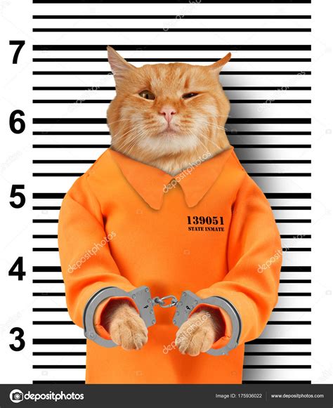 Bad Cat Handcuffs White Background Cat Wearing Orange Jump Suit Stock