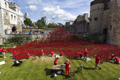 On Armistice Day In Uk A Sea Of Red Poppies Honors The Fallen New