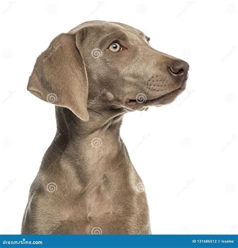 Close Up Of A Weimaraner Puppy Profile 25 Months Old Stock Photo