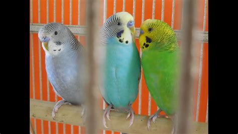 5 Hr Of Budgies Parakeets Birds Singing Chirping Help Reduce Stress
