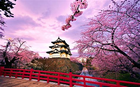 7 Taman Bunga Sakura di Jepang yang Menarik Untuk Ber ...