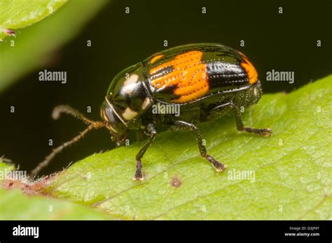 A Case Bearing Leaf Beetle Bassareus Mammifer Perches On A Leaf Stock