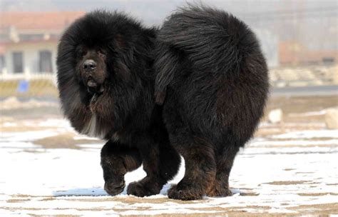 Black Tibetan Mastiff Dog Tibetan Mastiff Dog Tibetan Mastiff Giant