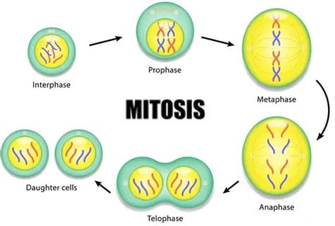 Four Phases Of Mitosis