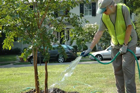 Liquid fertilizer, which comes as either a fluid (requiring dilution in water) or a powder (to which water should be added), tends to require more frequent application than granular. Watering trees http://www.acenature.com/how-to-plant-a-tree/ | Tree care, Watering trees, Lawn care
