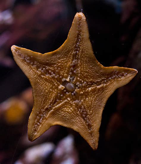Bat Starfish Tentacles Photograph By Eti Reid Fine Art America