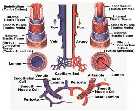 Basic Structure Of A Blood Vessel Human Cardiovascular System