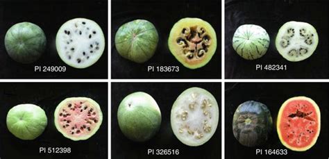 Genetic Resources Of Watermelon Springerlink