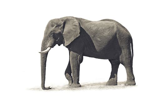 The Elephant Photograph By Mario Moreno Fine Art America