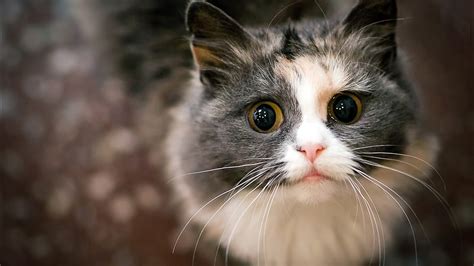 Begging Cute Cat Full Hd Desktop Wallpapers 1080p
