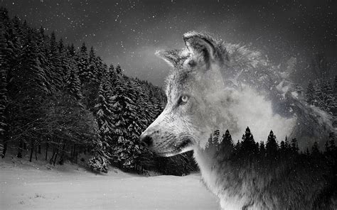 You can also upload and share your favorite wolf 4k desktop wallpapers. Silver Wolf Wallpaper (2560x1440) : wallpapers