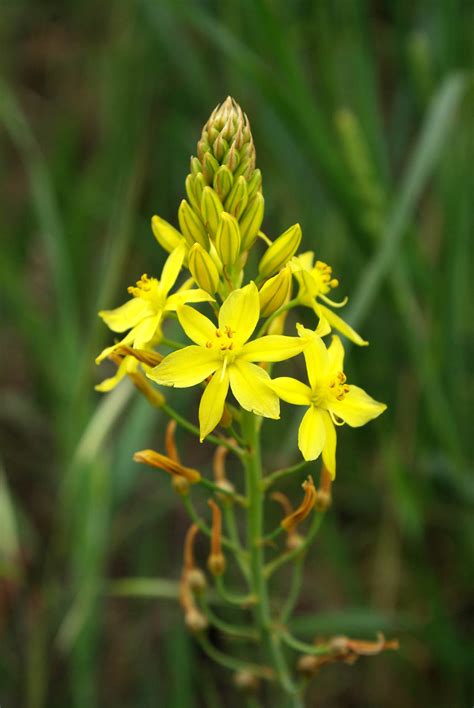 This is the same sweet yellow onion that's famously grown in vidalia, georgia, and just one bite tells you why it's the most popular sweet onion in america. Bulbine bulbosa - Wikipedia