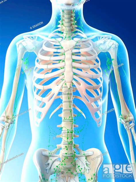 3d Rendered Illustration Of A Females Thoracic Lymph Nodes Stock Photo