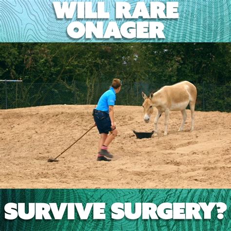 Will This Rare Horse Survive Surgery The Secret Life Of The Zoo