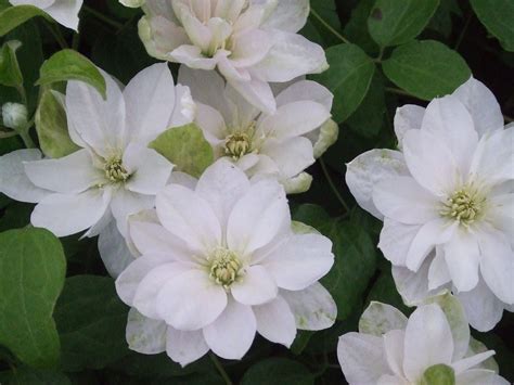 We did not find results for: Clematis 'Dancing Queen' | Clematis, White clematis ...
