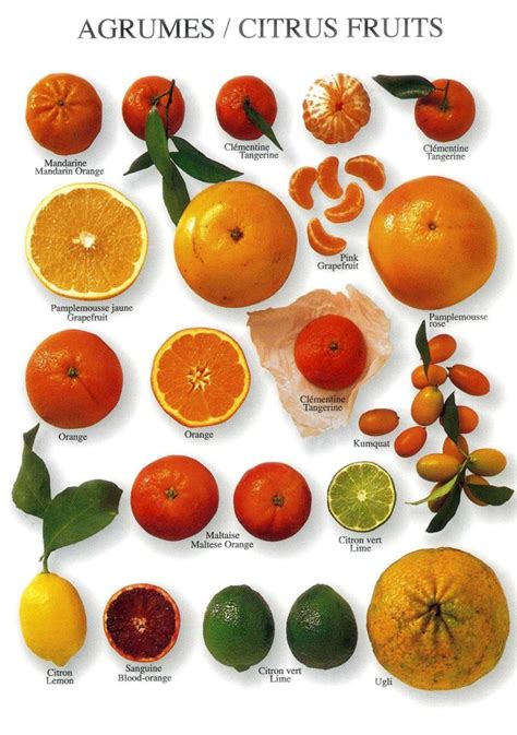 Citrus Fruit Infographics