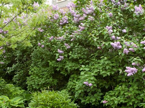Lilac Common Purple Campbells Nursery