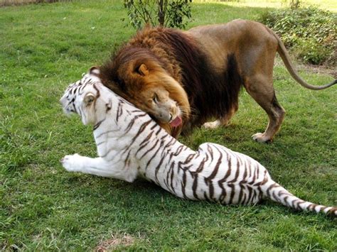 Cameron A Lion And Zabu His Tigress Cant Help But Stand Out A