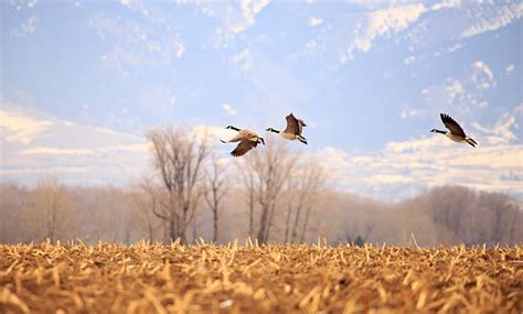 960 Montana Waterfowl Stock Photos Pictures And Royalty Free Images