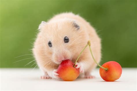 ¿qué Comen Los Hámsters Guía Definitiva De Alimentos Para Hamsters 2022