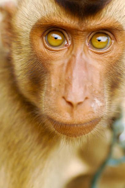 Best Monkey Eyes Stock Photos Pictures And Royalty Free Images Istock