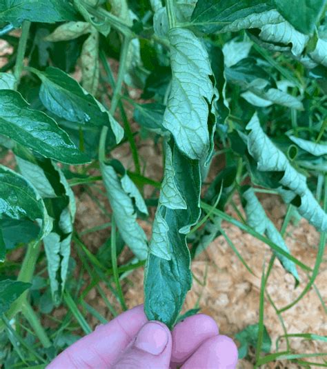 10 Reasons For Tomato Plant Leaves Curling Up