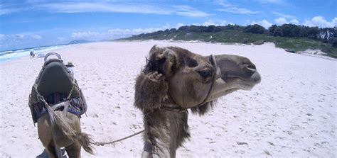 A camel with two humps is called the bactrian camel.they are native to central and east asia.a camel with one hump is called the arabian camel or dromedary camel.they are native to dry desert areas of west asia.both are domesticated, they both work for humans (like horses). One hump or two? My camel ride adventure - This Life List