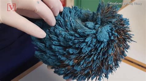 Real Life Sonic The Hedgehog Rescued After Being Painted Blue