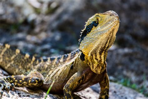 Fotos Gratis Rock Animal Fauna Silvestre Reptil Escala Iguana