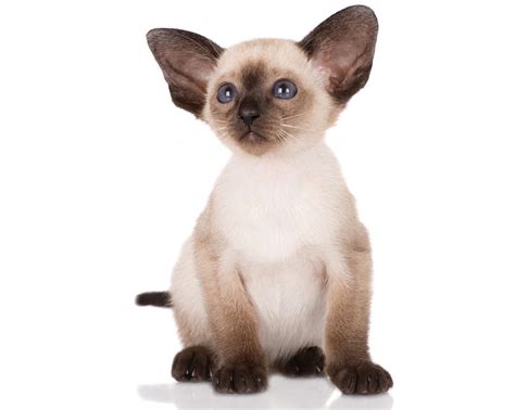 Photo Gallery Of Cute Siamese Kitten Weneedfun