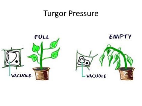 List three structures that are found in plant cells but not in animal cells. Image result for turgor pressure plants | Science ...