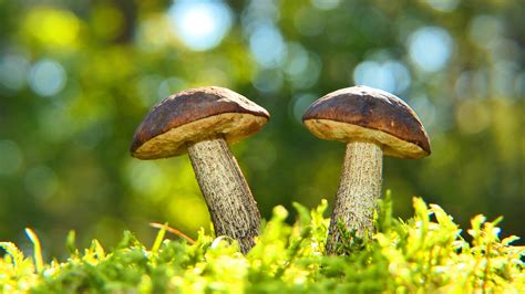 Bokeh Macro Mushroom With Shallow Background 4k Hd Nature Wallpapers